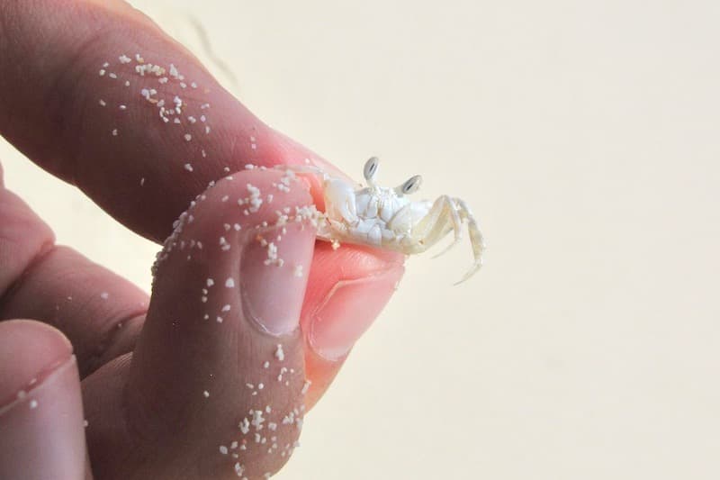 浜辺を駆け抜ける白いスプリンター［〜好奇心の向かう先へ〜キュリオス沖縄］