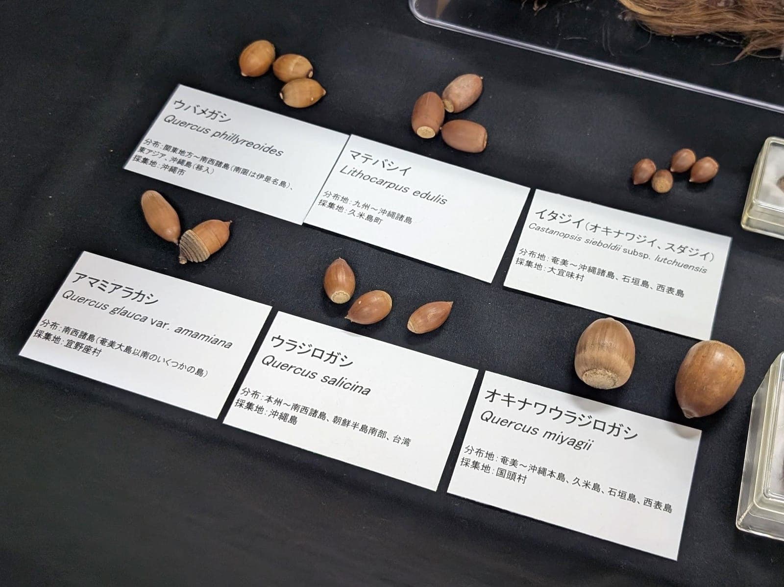 名札とともに並べた沖縄本島のどんぐり6種